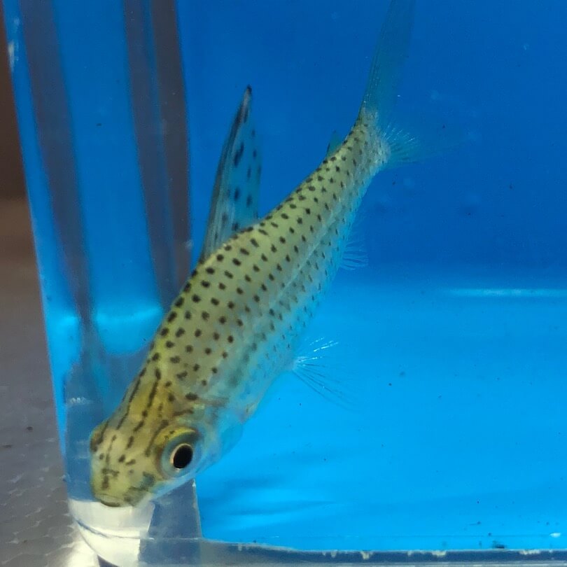 Chilodus headstander tetra for sale - Exotic Fish Shop - 774-400-4598