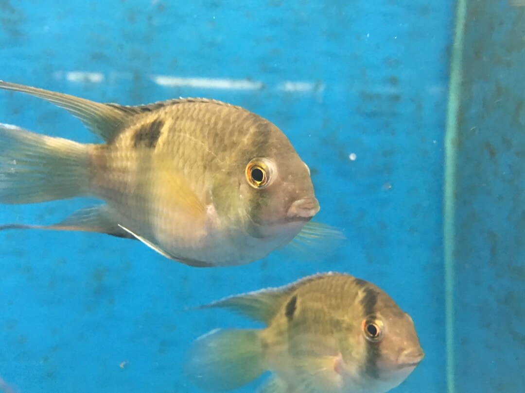 keyhole cichlid for sale