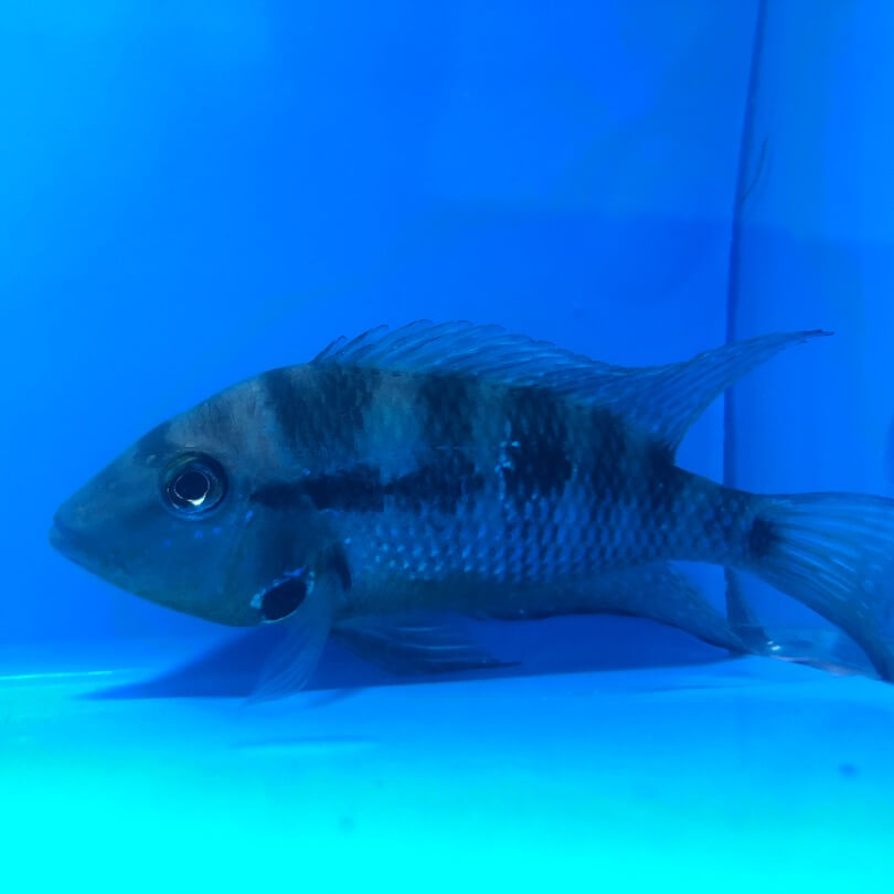 firemouth cichlid | Thorichthys meeki | freshwater fish