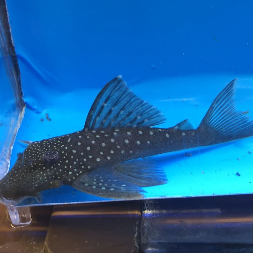 Blue phantom 2024 pleco care