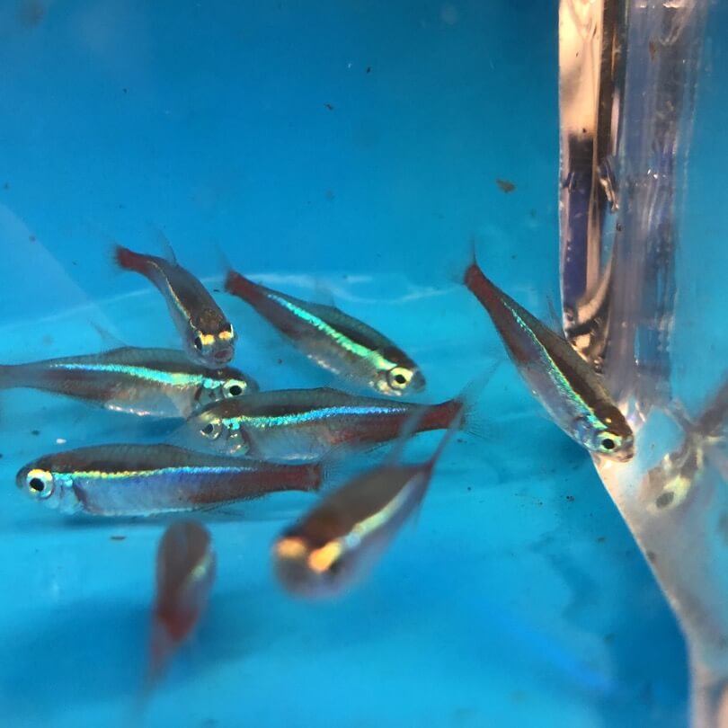 Neon tetra 18 pack for sale - Exotic Fish Shop - 774-400-4598