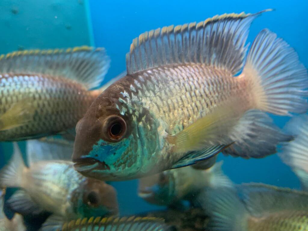 Electric blue acara for sale | Exotic Fish Shop | 774-400-4598
