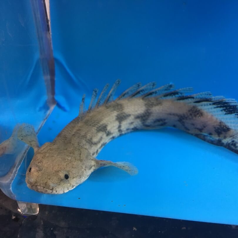 Polypterus endlicheri for sale | Exotic Fish Shop | Call Now 774-400-4598