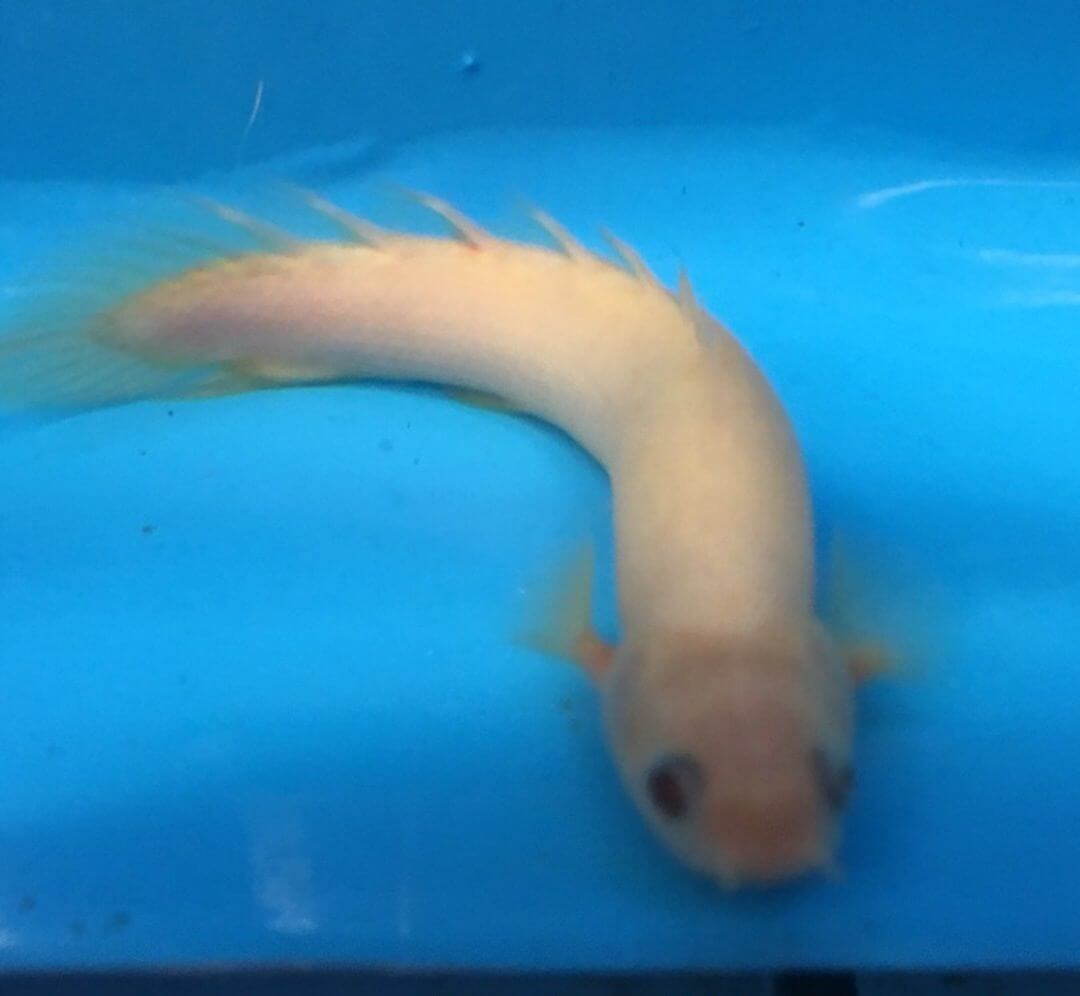 Exotic Fish Shop Albino polypterus Call 7744004598