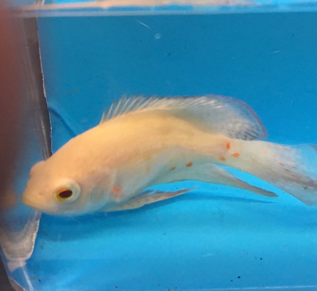 Albino red tiger longfin oscar for sale | Exotic Fish Shop