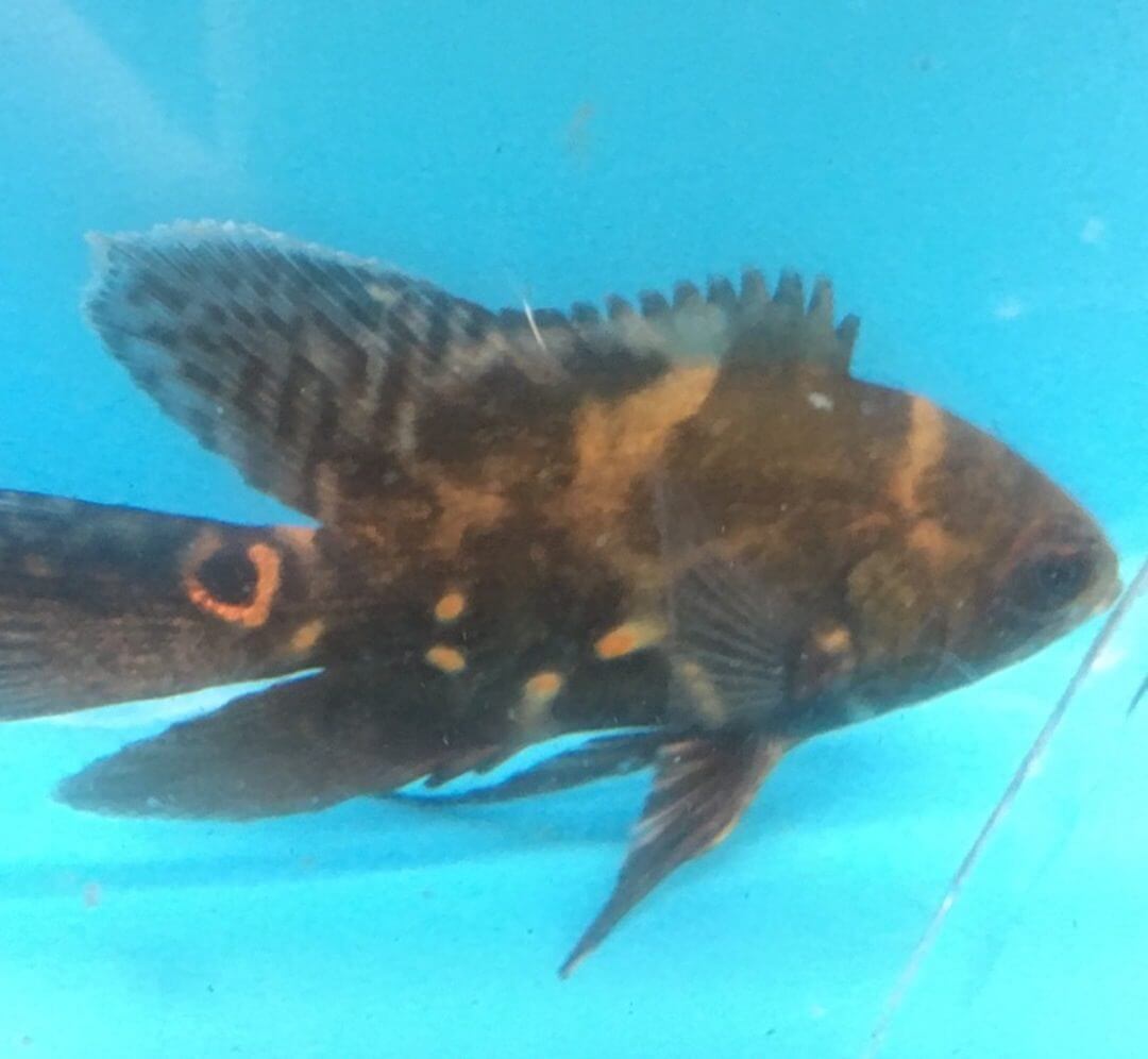 Longfin Red Tiger Oscar Astronotus ocellatus Freshwater