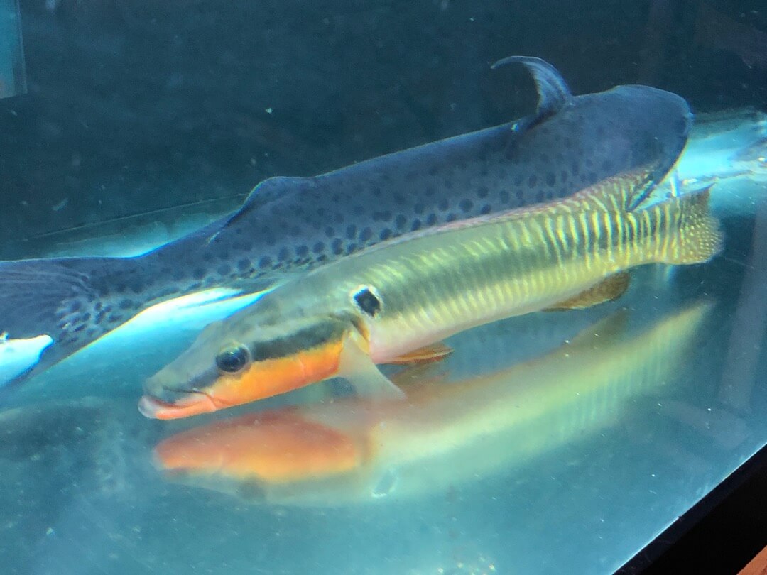 zebrina pike cichlid for sale