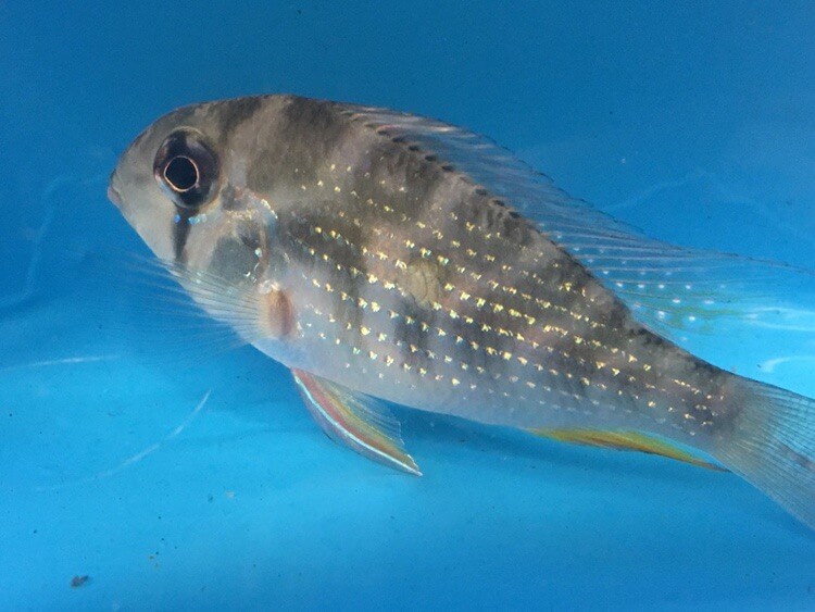 Geophagus heckelii for sale - Exotic Fish Shop - 774-400-4598