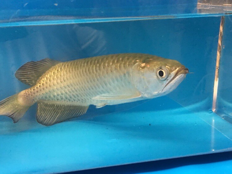 Golden Jardini arowana for sale | Exotic Fish Shop