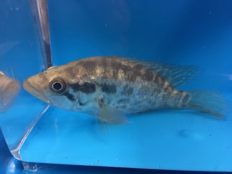 Jaguar cichlid for sale Exotic Fish Shop Call 7744004598