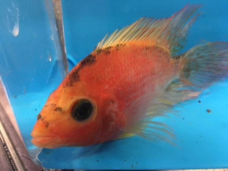 mammon cichlid