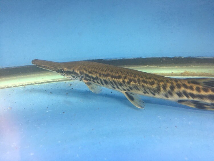 Alligator gar for sale | Exotic Fish Shop | Call now 774-400-4598