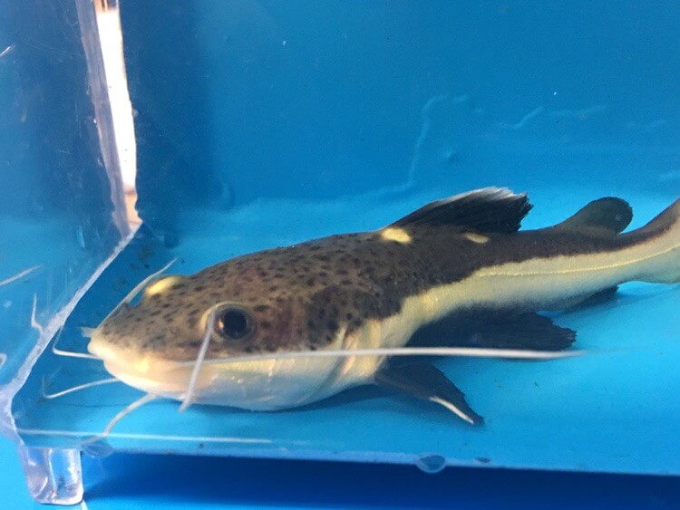 Redtail catfish for sale | Exotic Fish Shop | 774-400-4598