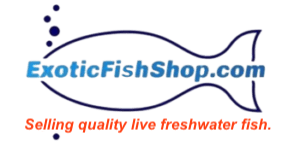 Exotic Fish Shop