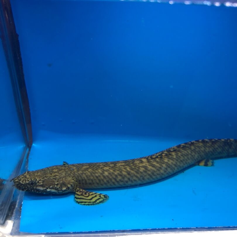 Polypterus ornatipinnis for sale - Exotic Fish Shop - 774-400-4598