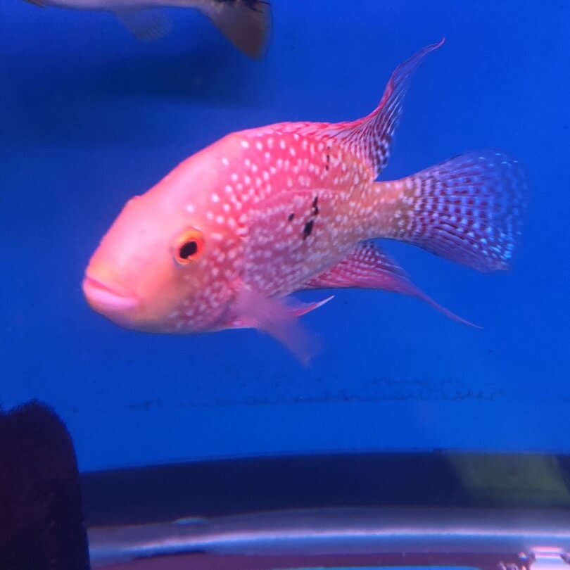 red texas cichlid for sale