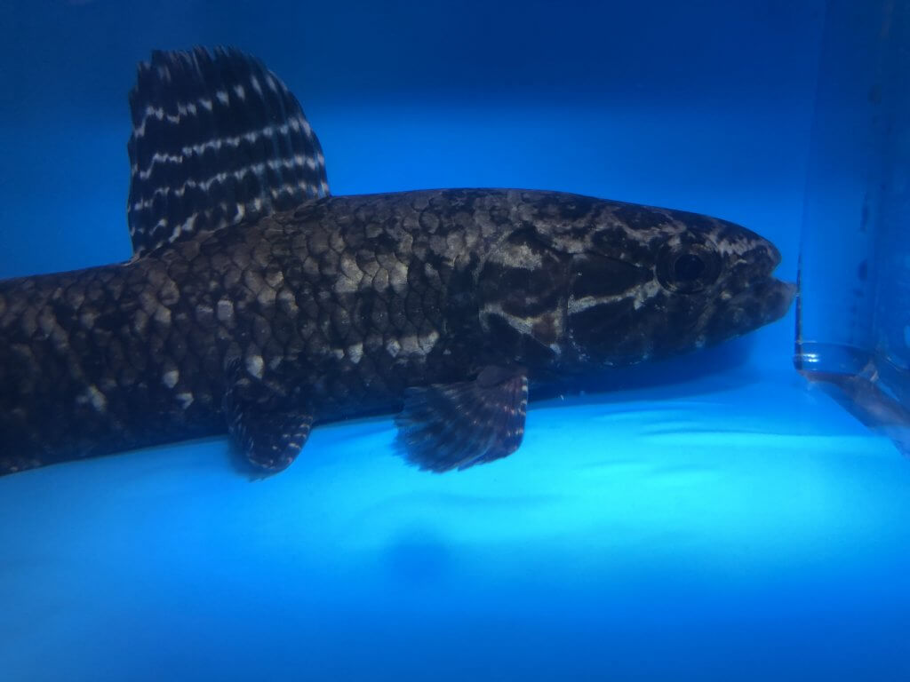 wolf eel for sale