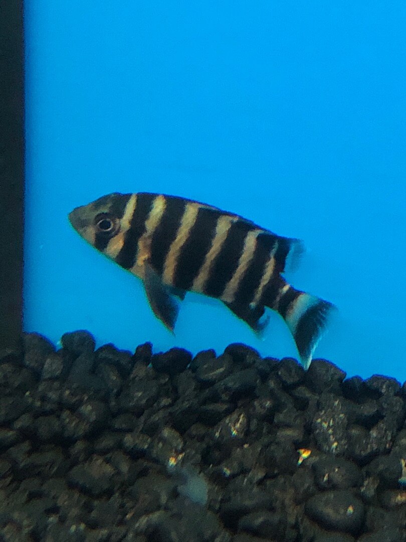 butterkoferi cichlids