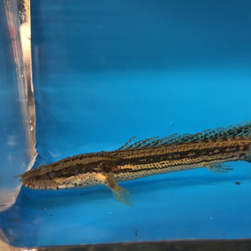 Polypterus lapradei feeding