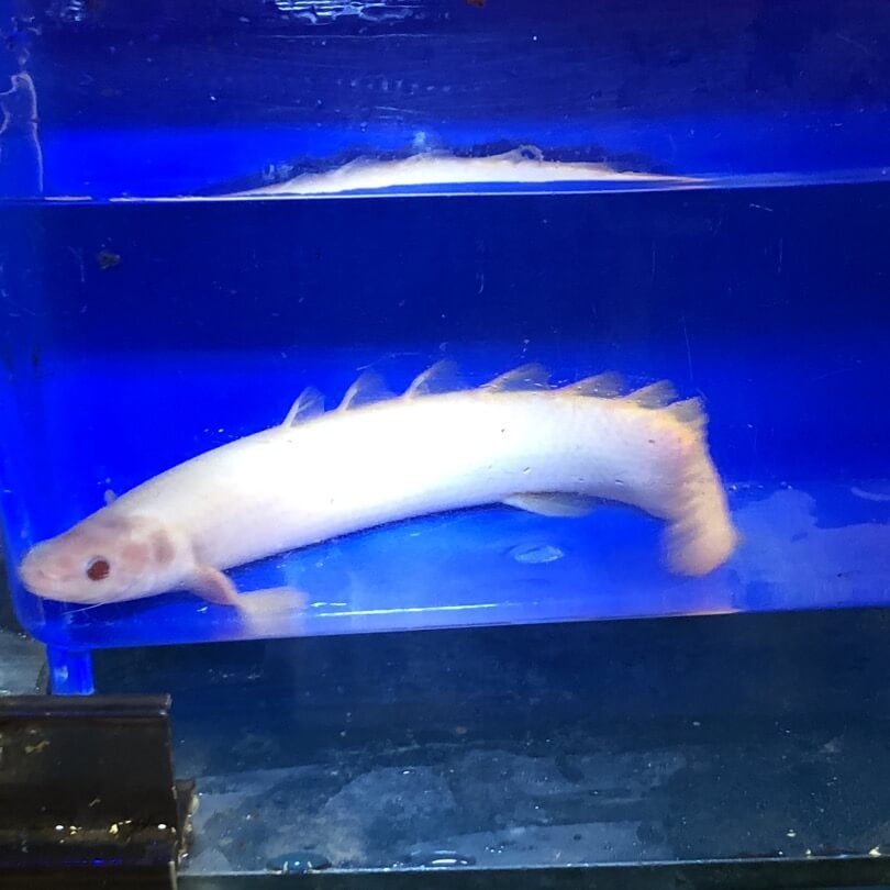 Albino polypterus for sale - Exotic Fish Shop - 774-400-4598