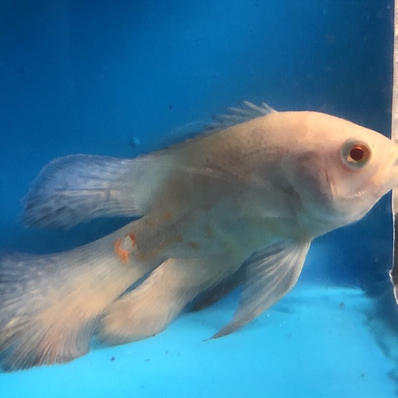 longfin oscar for sale