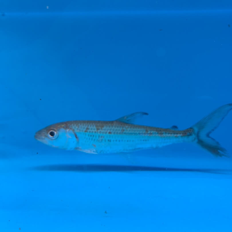 Vittatus African tigerfish for sale Exotic Fish Shop 7744004598
