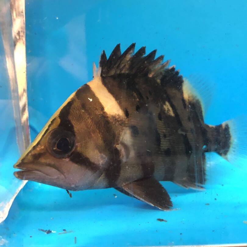 Indo datnoid for sale | Exotic Fish Shop | Call 774-400-4598