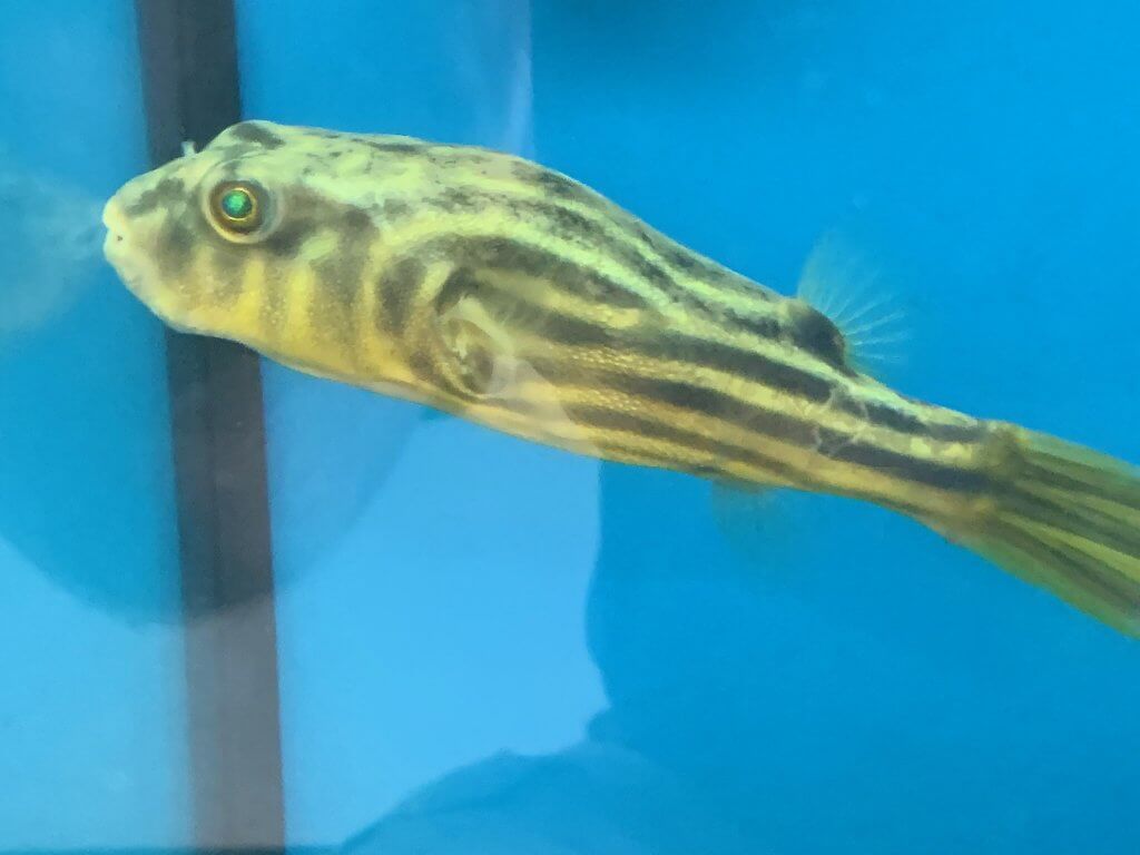 Fahaka freshwater puffer for sale Exotic Fish Shop 7744004598