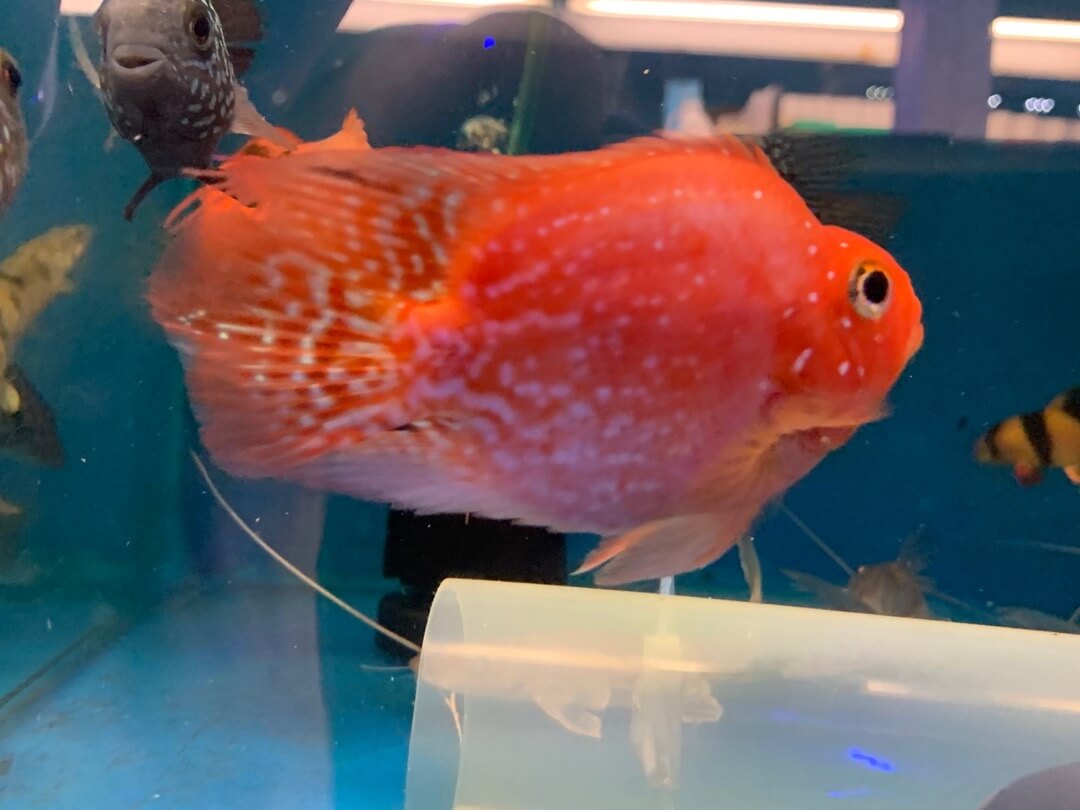 red crystal parrot fish for sale