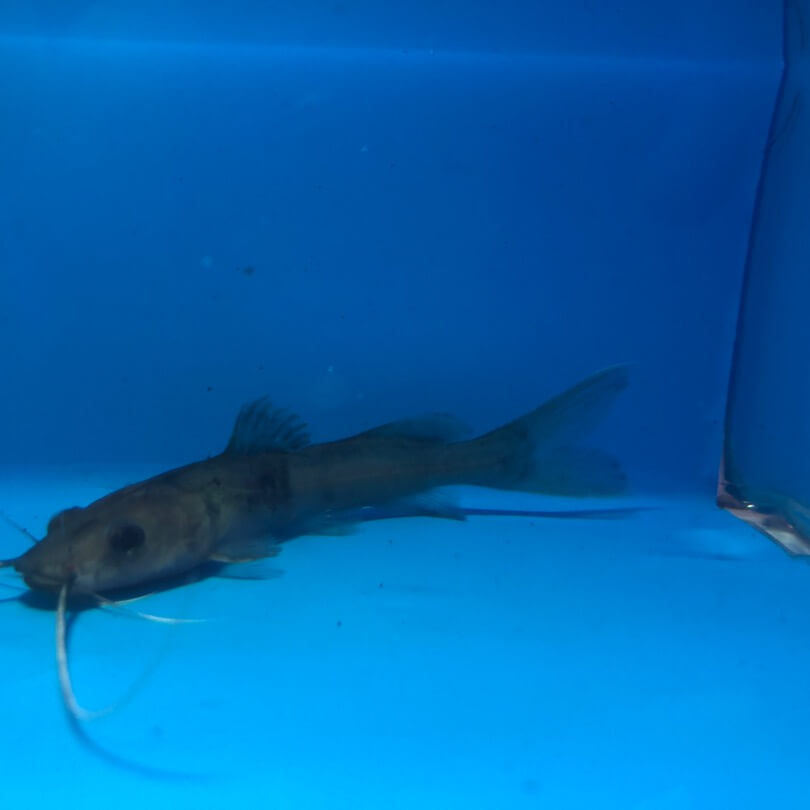 Asian Redtail catfish for sale - Exotic Fish Shop - 774-400-4598