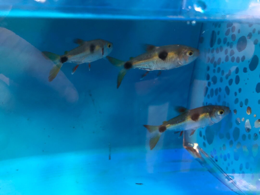 Exodon tetra large for sale - Exotic Fish Shop - 774-400-4598