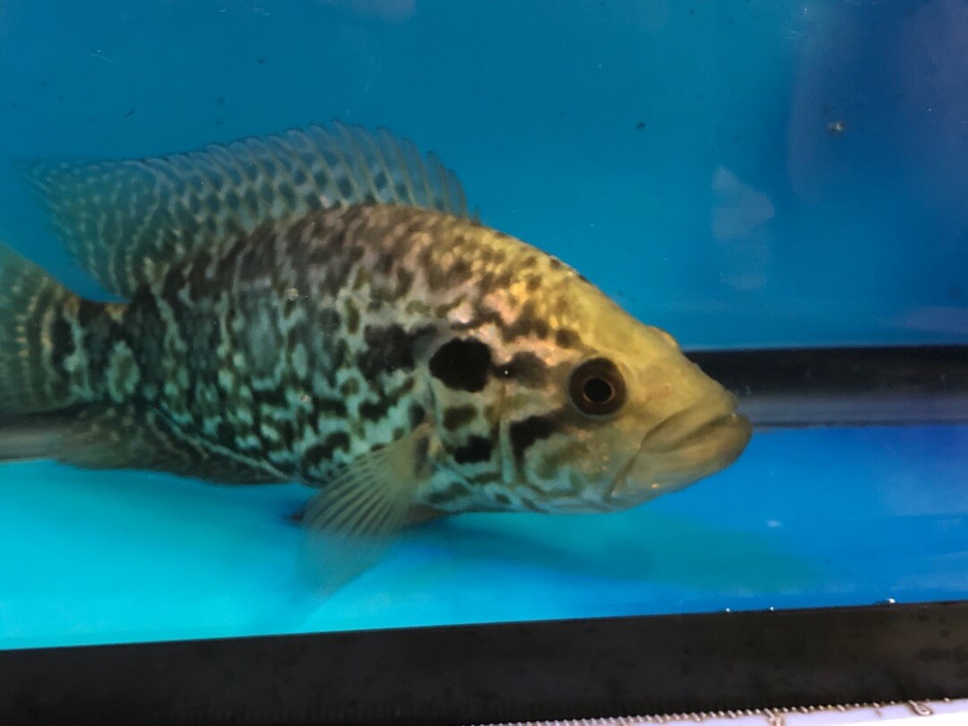 Female jaguar cichlid for 2024 sale