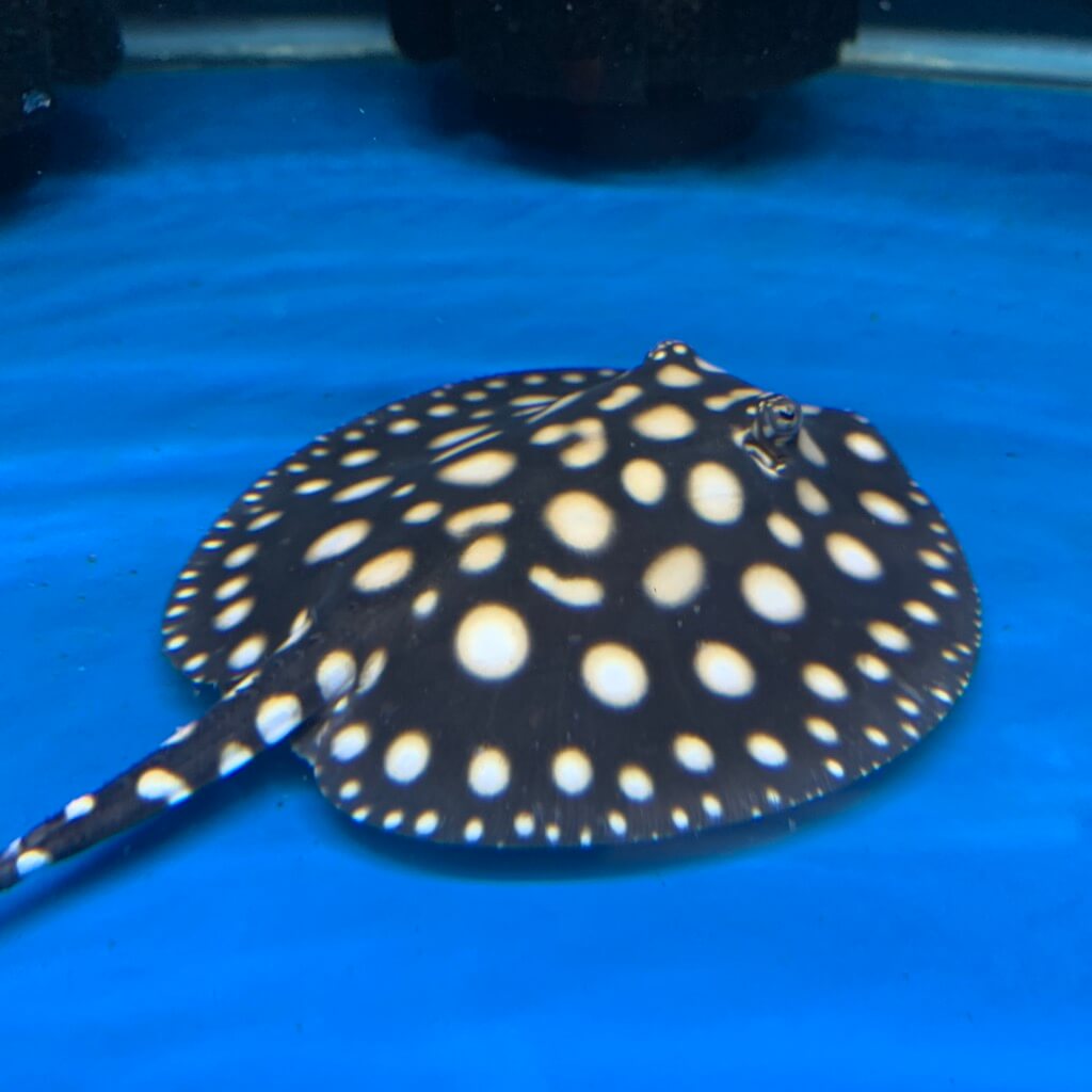 Black diamond stingray (female) for sale | Exotic Fish Shop | 774-400-4598