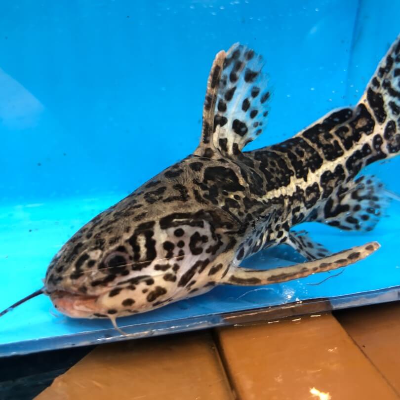 jaguar catfish