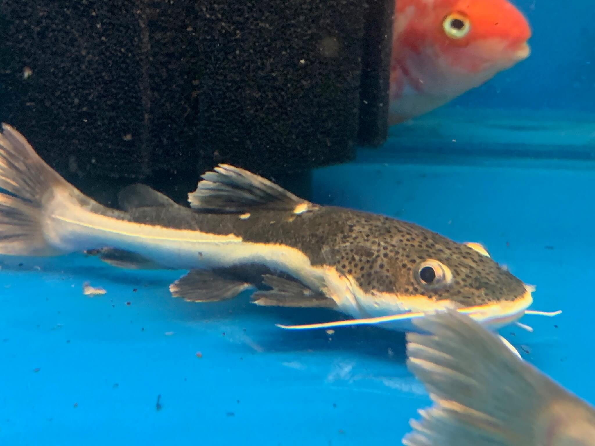 Redtail catfish for sale - Exotic Fish Shop - 774-400-4598