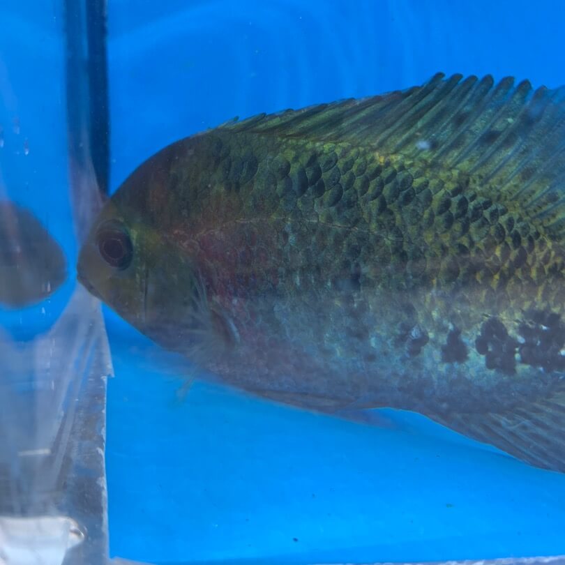Synspilum cichlid care