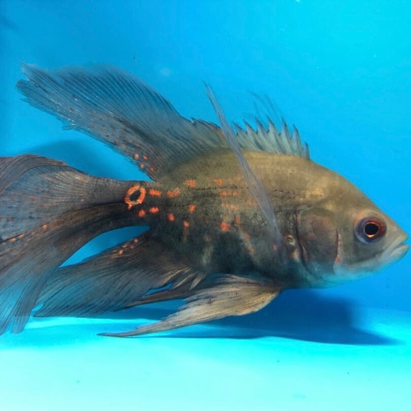 longfin oscar for sale