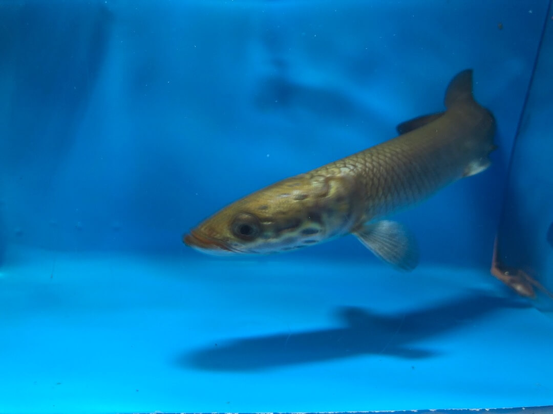 Arapaima gigas 20-22" presale for sale - Exotic Fish Shop - 774-400-4598