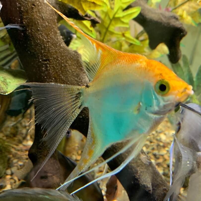 Lyre tail gold angel fish for sale | Exotic Fish Shop | Call 774-400-4598