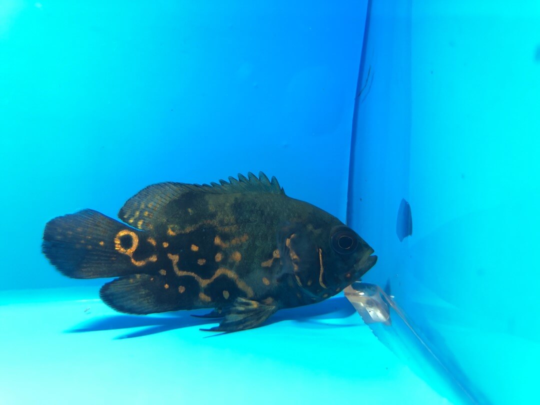 exotic oscar fish for sale