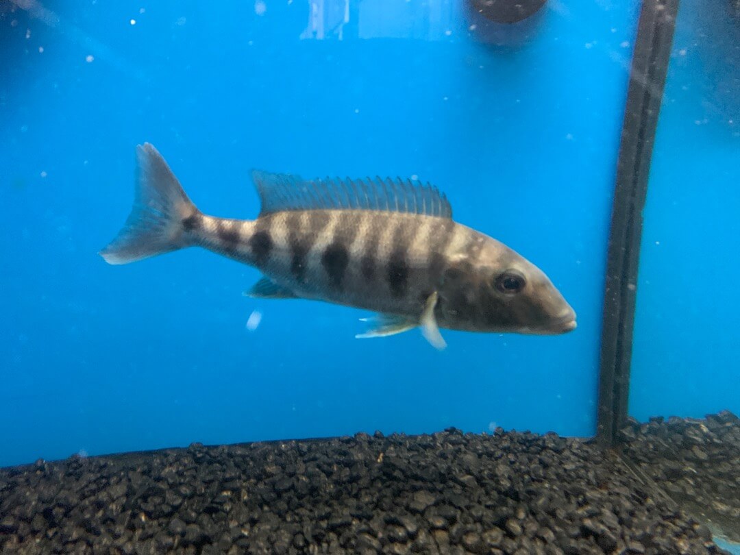 emperor cichlid for sale