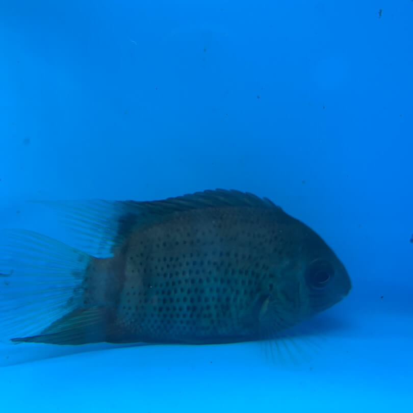 Green Severum for sale | Exotic Fish Shop | Call Now 774-400-4598