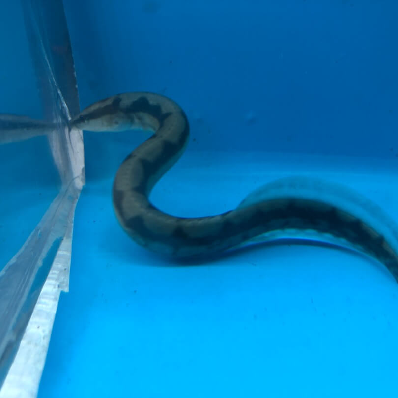 Scribble eel for sale - Exotic Fish Shop - 774-400-4598