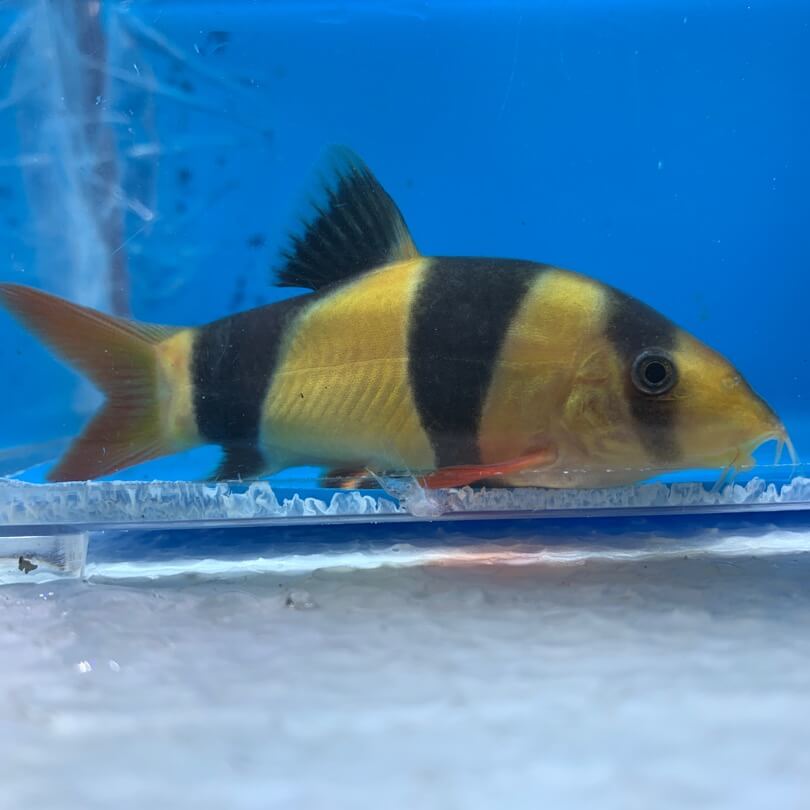 blue clown loach