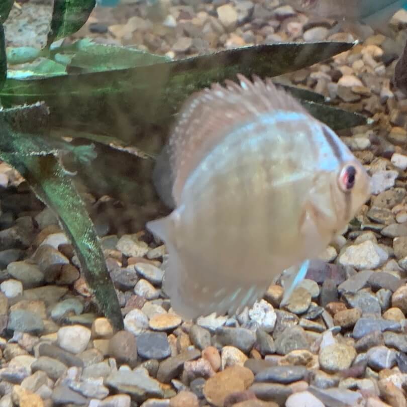 Turquoise discus for sale - Exotic Fish Shop - 774-400-4598
