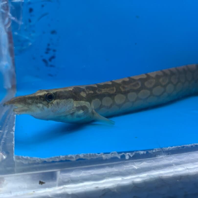 Tire track eel for sale - Exotic Fish Shop - 774-400-4598