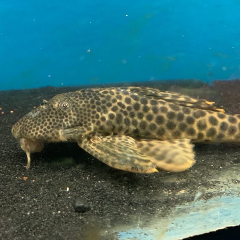 Peckoltia sabaji (para pleco) L-075 for sale | Exotic Fish Shop | 774 ...