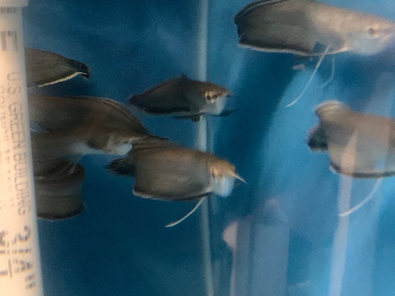 black blue arowana