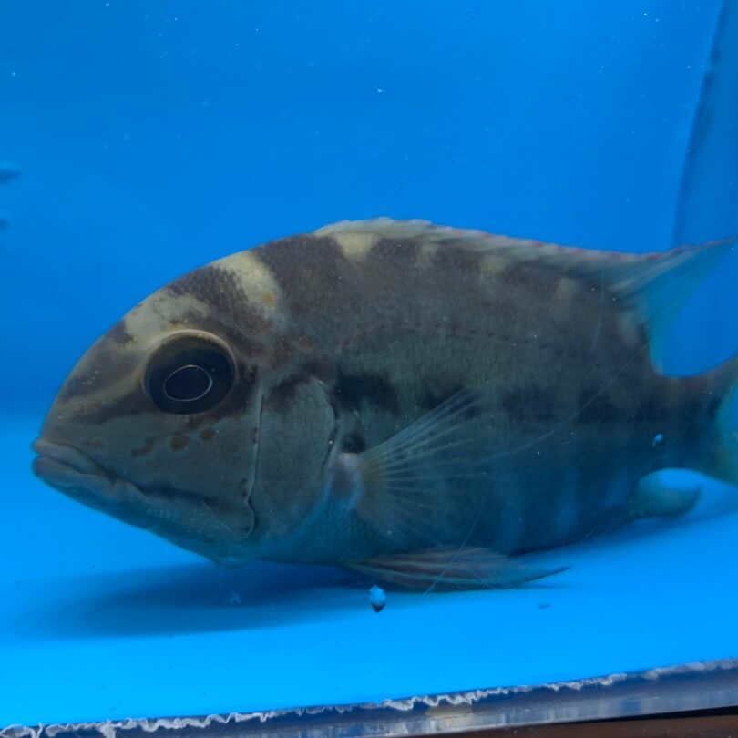 True parrot cichlid 5-6" for sale - Exotic Fish Shop - 774-400-4598