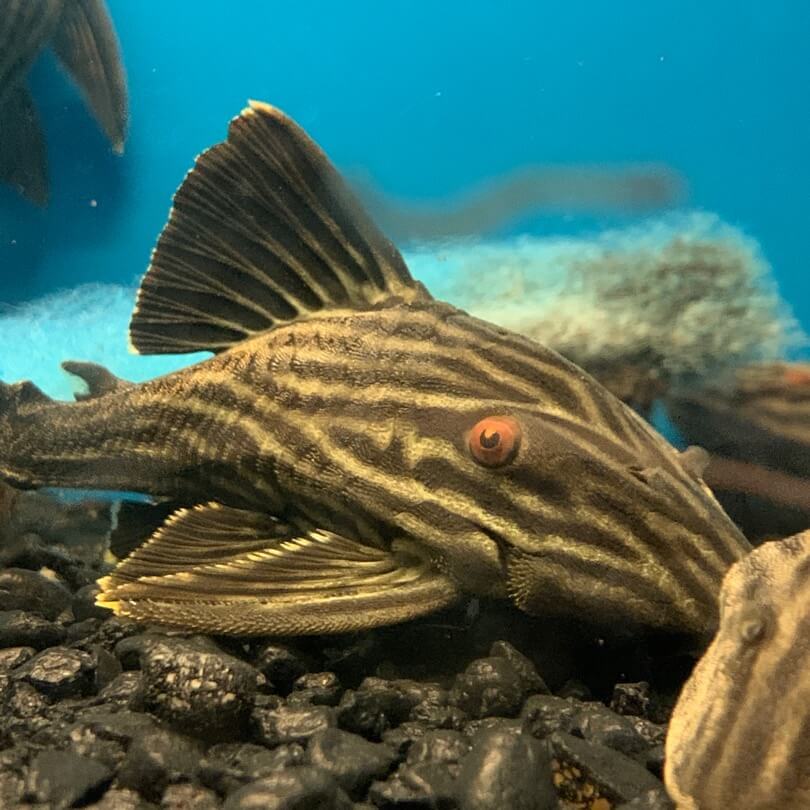 royal pleco